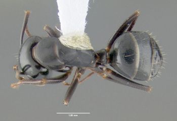 Media type: image;   Entomology 615181 Aspect: habitus dorsal view
